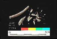 芝山岩文化獸肋骨藏品圖，第2張