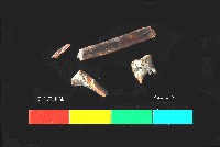 芝山岩文化骨藏品圖，第1張