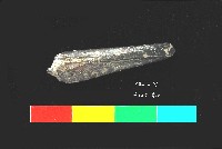 芝山岩文化魚骨藏品圖，第2張