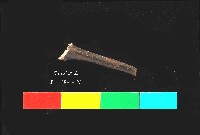 芝山岩文化骨藏品圖，第1張