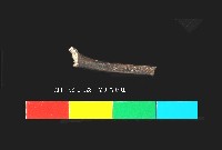 芝山岩文化骨藏品圖，第2張