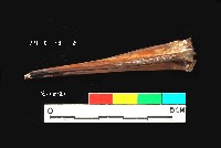 芝山岩文化魚骨藏品圖，第1張