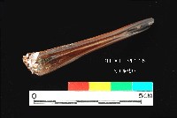 芝山岩文化魚骨藏品圖，第2張