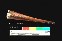 芝山岩文化魚骨藏品圖，第3張