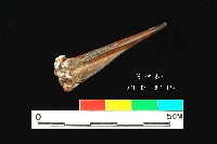 芝山岩文化魚骨藏品圖，第4張