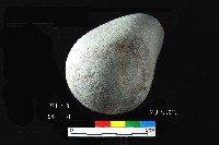 芝山岩文化石錘藏品圖，第4張