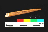 芝山岩文化骨尖器藏品圖，第1張