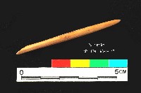 芝山岩文化骨尖器藏品圖，第3張