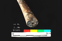芝山岩文化磨製穿孔角尖器藏品圖，第4張