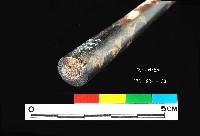 芝山岩文化角尖器藏品圖，第3張