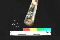 芝山岩文化角尖器藏品圖，第4張