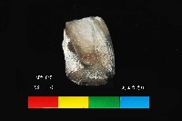 芝山岩文化骨鑿藏品圖，第1張