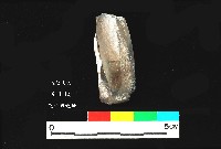 芝山岩文化骨鑿藏品圖，第3張