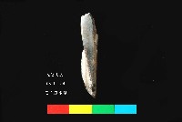 芝山岩文化骨鑿藏品圖，第4張