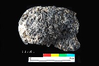 芝山岩文化帶穗稻穀糰塊藏品圖，第1張