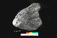 芝山岩文化帶穗稻穀糰塊藏品圖，第4張