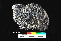 芝山岩文化帶穗稻穀糰塊藏品圖，第6張