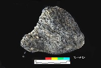芝山岩文化帶穗稻穀糰塊藏品圖，第7張