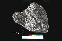 芝山岩文化帶穗稻穀糰塊藏品圖，第8張