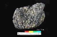 芝山岩文化帶穗稻穀糰塊藏品圖，第9張