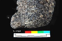 芝山岩文化帶穗稻穀糰塊藏品圖，第11張