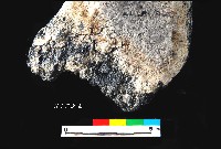 芝山岩文化帶穗稻穀糰塊藏品圖，第16張
