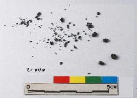 芝山岩文化帶穗稻穀糰塊藏品圖，第20張