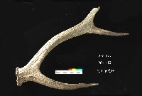 芝山岩文化鹿角藏品圖，第2張