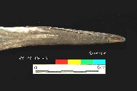 芝山岩文化鹿角藏品圖，第3張