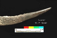 芝山岩文化鹿角藏品圖，第4張