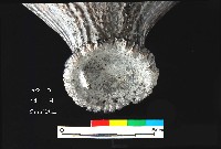 芝山岩文化鹿角藏品圖，第5張