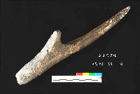 芝山岩文化鹿角藏品圖，第1張