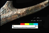 芝山岩文化鹿角藏品圖，第2張