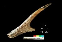 芝山岩文化鹿角藏品圖，第3張