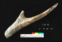 芝山岩文化鹿角藏品圖，第4張