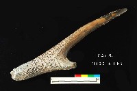 芝山岩文化鹿角藏品圖，第5張