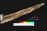 芝山岩文化鹿角藏品圖，第6張