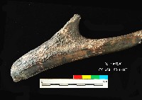 芝山岩文化鹿角藏品圖，第7張
