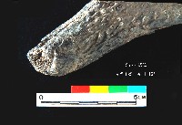 芝山岩文化鹿角藏品圖，第8張