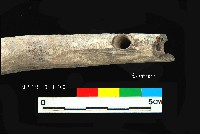 芝山岩文化人工加工鹿角藏品圖，第3張