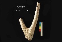 芝山岩文化人工加工鹿角藏品圖，第4張