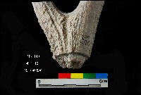 芝山岩文化人工加工鹿角藏品圖，第5張