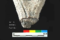 芝山岩文化人工加工鹿角藏品圖，第6張