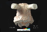 芝山岩文化鹿頭藏品圖，第1張