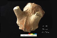 芝山岩文化鹿頭藏品圖，第2張