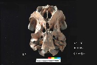 芝山岩文化鹿頭藏品圖，第3張