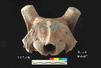 芝山岩文化鹿頭藏品圖，第5張