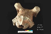 芝山岩文化鹿頭藏品圖，第6張