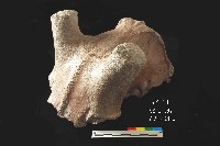 芝山岩文化鹿頭藏品圖，第8張