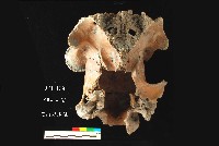 芝山岩文化鹿頭藏品圖，第3張